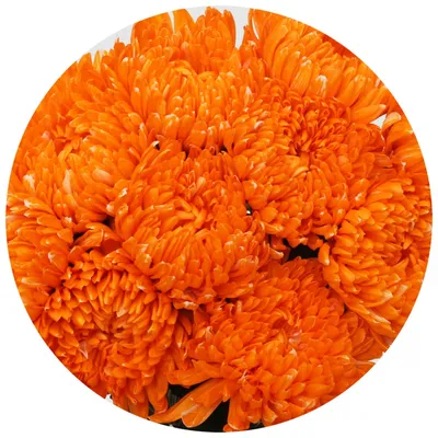 7 оранжевых хризантем | доставка по Москве и области