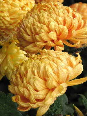 Картинки желто оранжевые Цветы Хризантемы