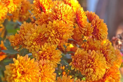 Саженец Хризантема мультифлора оранжевая - купить в Украине —  интернет-магазин СолнцеСад