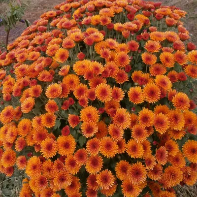 Хризантемы Цветы Завод Оранжевые - Бесплатное фото на Pixabay - Pixabay