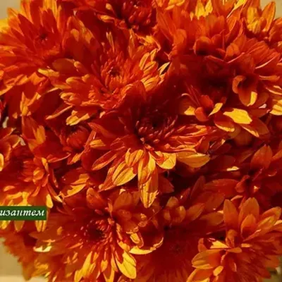 Хризантема Оранжевая - купить, цена, условия выращивания в  интернет-магазине комнатных растений.