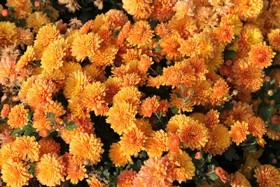 Обои Цветы Хризантемы, обои для рабочего стола, фотографии цветы, хризантемы,  осень, природа, оранжевые Обои для рабочего стола, скачать обои картинки  заставки на рабочий стол.