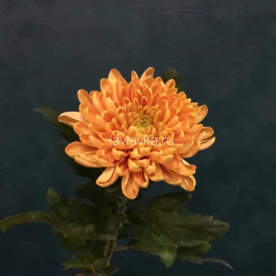 Хризантема кустовая оранжевая