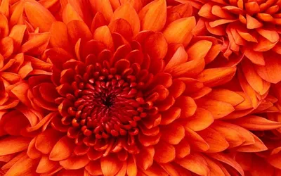 Обои Цветы Хризантемы, обои для рабочего стола, фотографии цветы, хризантемы,  белый, оранжевый Обои для рабочего стола, скачать обои картинки заставки на  рабочий стол.