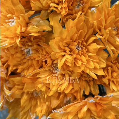 Оранжевые хризантемы (32 фото) - 32 фото