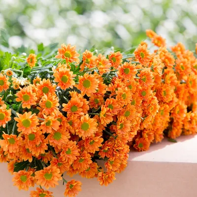 Хризантема стандартная Россана оранж – Цветочная Лав-Лавка