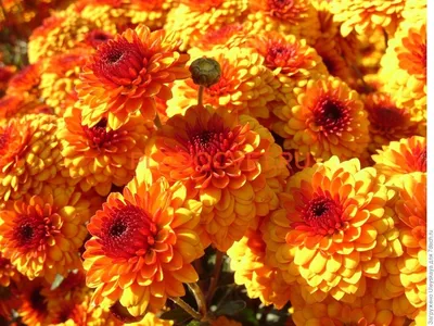 один большой оранжевый цветок хризантемы на черном фоне, хризантема цветок  трубка хризантемы, Hd фотография фото, цветок фон картинки и Фото для  бесплатной загрузки