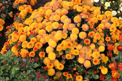 оранжевые хризантемы оранжевые хризантемы в осеннем саду крупным планом  Фото Фон И картинка для бесплатной загрузки - Pngtree