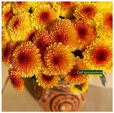 Купить Букет цветов Хризантемы оранжевые 7 бутонов ,60см - SPirk.ru