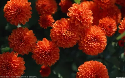 Купить оранжевые розы и хризантемы в СПБ недорого