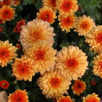 51 оранжевая хризантема за 13 990 руб. | Бесплатная доставка цветов по  Москве