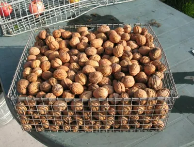 различные виды орехов в деревянных чашах Стоковое Фото - изображение  насчитывающей органическо, фундук: 224133742