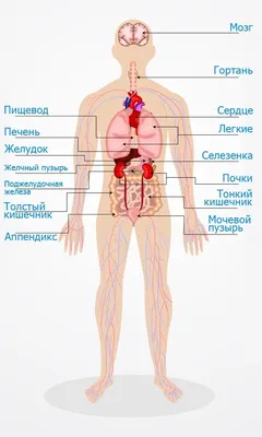 Как расположены внутренние органы человека, фото? | Кровеносная система,  Биология, Система органов человека