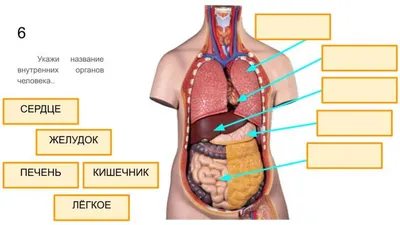 Внутренние органы человека | Quizizz