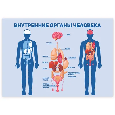 Органы человеческого тела внутренние Живот и легкие, почки и сердце, мозг и  печень Медицинское Infographics вектора анатомии Иллюстрация вектора -  иллюстрации насчитывающей кишечник, здорово: 132609653