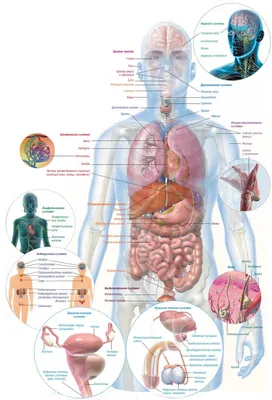 Ннутренние органы человека: картинки брюшной полости | Заболевания, Человек,  Диета при язве
