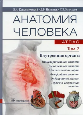 Плакат внутренние органы человека – Полимапия