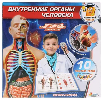 Внутренние органы человека PNG , Человеческая ткань, орган, Медицинское  лечение PNG картинки и пнг PSD рисунок для бесплатной загрузки