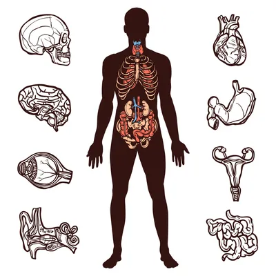 Деревянный пазл анатомия «Внутренние органы человека»