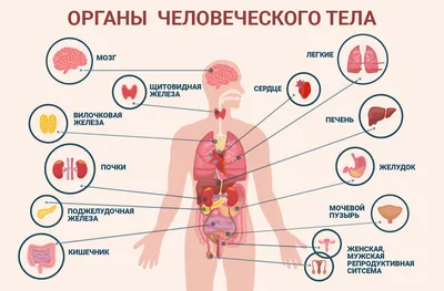 Анатомия человека. Строение и расположение внутренних органов человека.  Органы грудной клетки, брюшной полости, о… | Учащиеся медучилища, Анатомия  человека, Человек