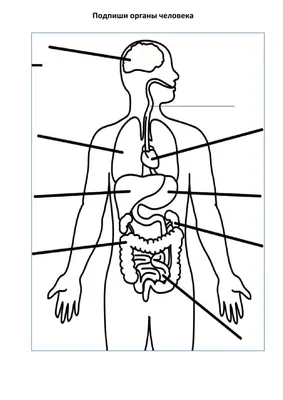Строение внутренних органов человека | Уроки биологии, Углубленное изучение  биологии, Анатомия и физиология
