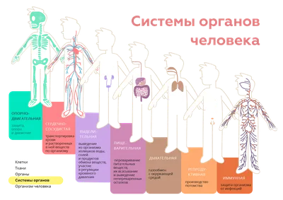 Купить Опыты Внутренние органы человека в Тольятти за 339 руб. –  интернет-магазин Мульти Бум