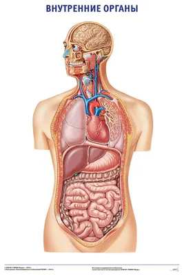 Анатомия органов брюшной полости | Remedium.ru