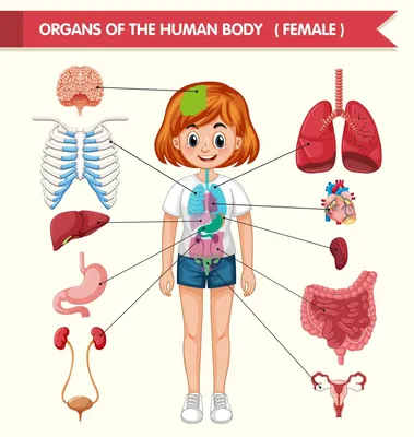 Органы человека картинки для детей - 16 фото