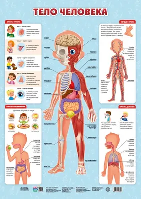 Сколько органов внутри человека и без каких можно жить? | ВКонтакте