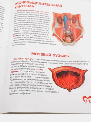 Девушки Внутренних Органов Внутренние Органы Женского Человека На  Инфографике Тела Девочки Для Детского Образования — стоковая векторная  графика и другие изображения на тему Анатомия - iStock