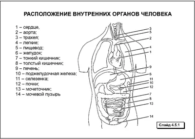 Сердце — один из самых важных органов человека. Благодаря его стабильной и  правильной работе другие органы насыщаются кислородом и питательными  веществами