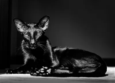 Черный ориентальный кот - 84 фото