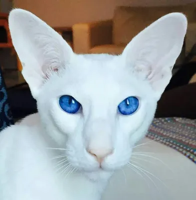 Ориентальный кот белый - картинки и фото koshka.top
