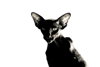 Ориентал кошка черная - 79 фото