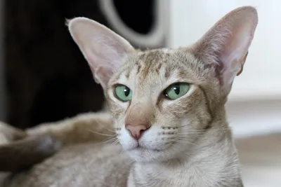 Ориентал (ориентальная кошка): фото, характер, описание и особенности породы