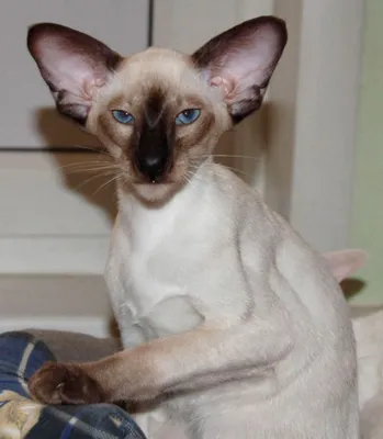 Ориентальная кошка - 83 фото крайне разговорчивой породы | Сиамские кошки,  Кошки и котята, Милые котики