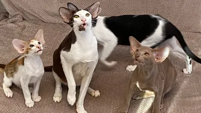 Ориентальная кошка - 83 фото крайне разговорчивой породы | Товары для  животных, Кошки, Смешные животные