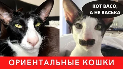 Картинка смешной ориентальной кошки: выберите размер, который удобен для вас