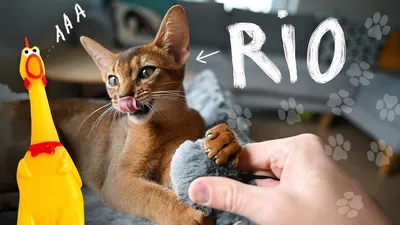 Ориентальная кошка смешные: фото, чтобы поднять настроение
