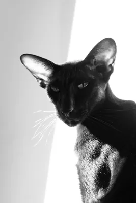 Картинка смешной ориентальной кошки: выберите любимый формат - jpg, png, webp