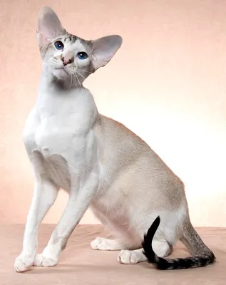 Ориентальная кошка на фото в высоком качестве