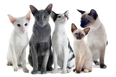 Ориентальная кошка в разных цветовых сочетаниях