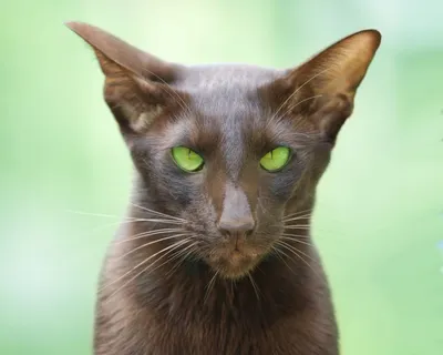 Фото ориентальной кошки для поклонников породы