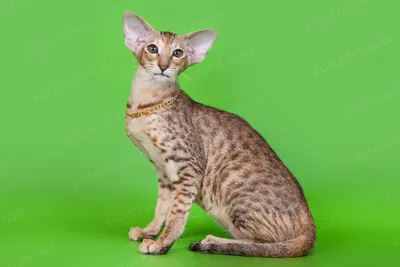 Фото ориентальной кошки в реалистичных тонах