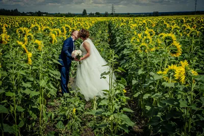 В поле с подсолнухами | Видеосъемка свадьбы в Воронеже, свадебный фотограф