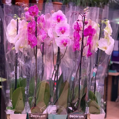 Каталог Орхидеи (1 ветка) Р121 от магазина daflor