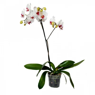 Купить «Орхидея Ванда», каталог «Орхидеи» в Королёве - «Ameli» - Интернет  магазин цветов в Королеве.