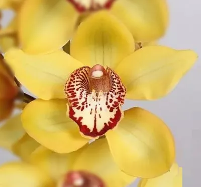 Каталог Орхидеи (2 ветки) Р120 от магазина daflor