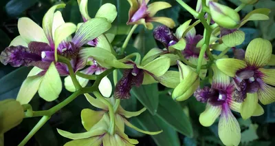Путь орхидеи от садовника до прилавка.