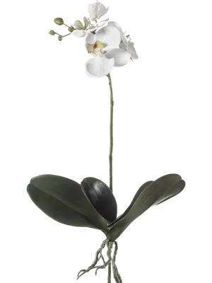 Орхидеи - Изображения - Каталог файлов - Литсеть